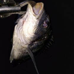 久々のおチヌング