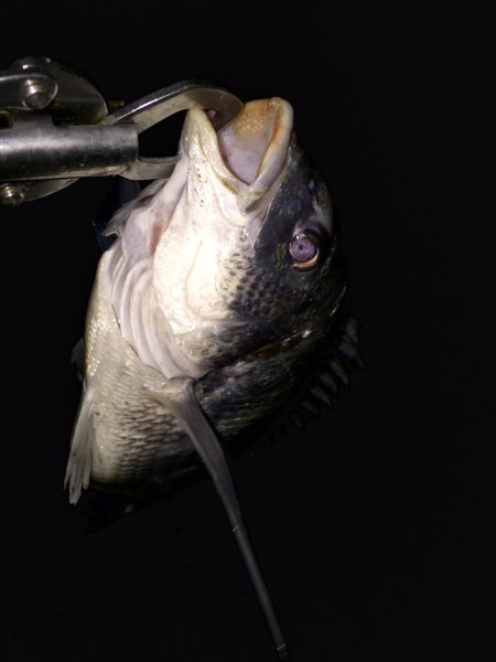 久々のおチヌング