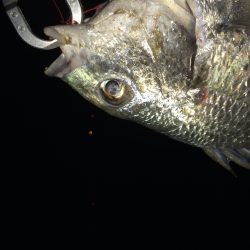 久々のチニング