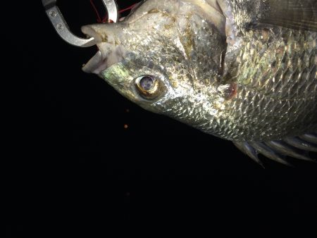 久々のチニング