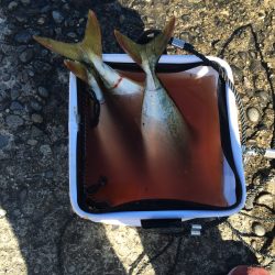 ツバス高活性でした