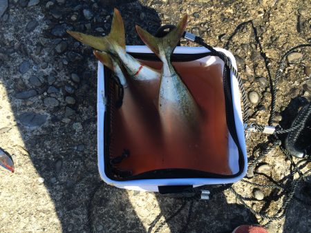 ツバス高活性でした