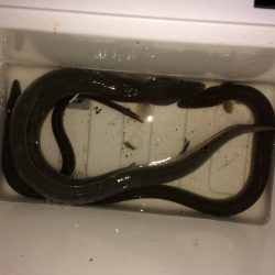 またまたウナギ釣り