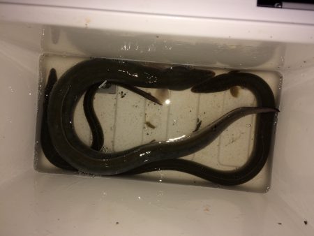 またまたウナギ釣り