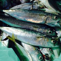 サビキで豆アジ、小サバ祭り