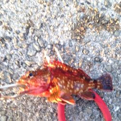 テトラ帯でのガシリング！