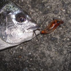 チニング〜*\\(^o^)/*