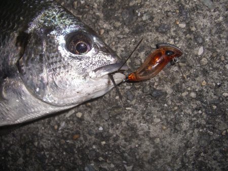 チニング〜*\\(^o^)/*