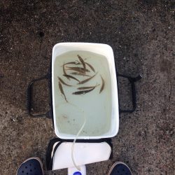 サビキで豆アジ