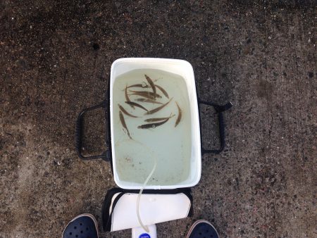 サビキで豆アジ