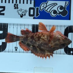 ロックフィッシュ‼︎