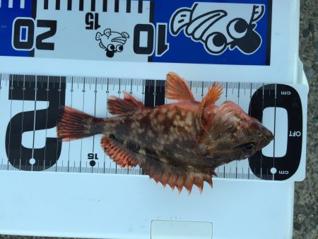 ロックフィッシュ‼︎