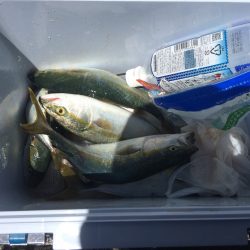 岸和田一文字でツバス狙い