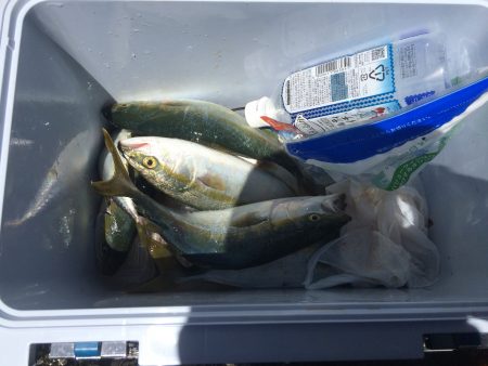 岸和田一文字でツバス狙い