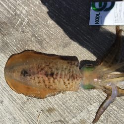 暑い中…よ〜頑張った