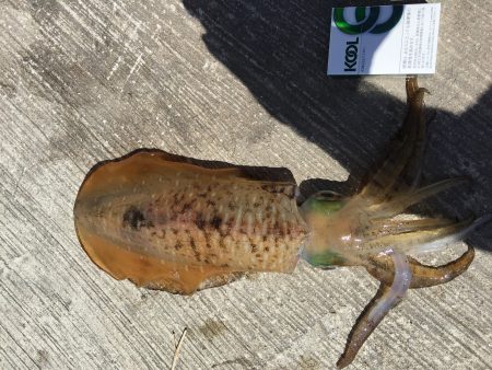 暑い中…よ〜頑張った