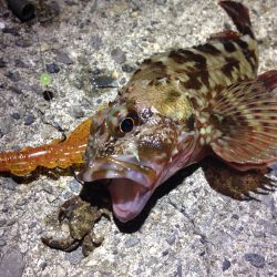 粘っても1匹しか釣れない！