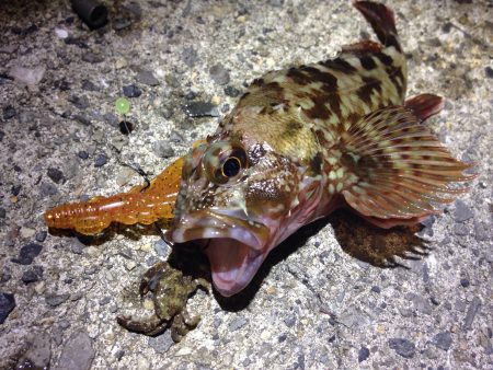 粘っても1匹しか釣れない！