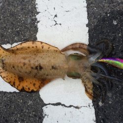 久しぶりのアオリ