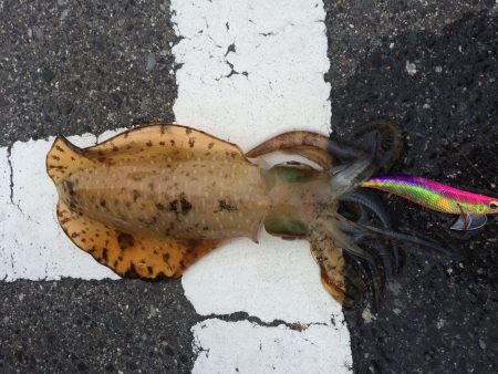 久しぶりのアオリ