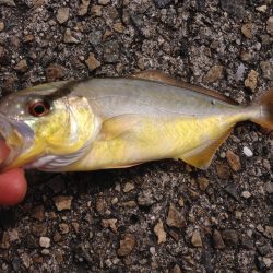 ショアジギ撃沈