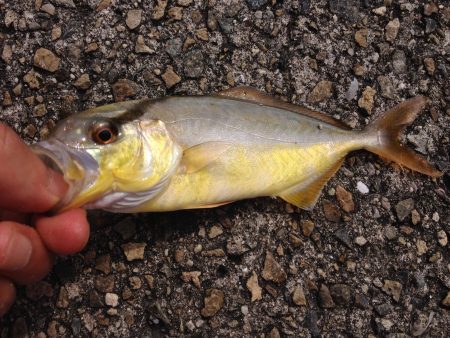 ショアジギ撃沈