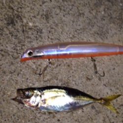 夕方からメバリング！？