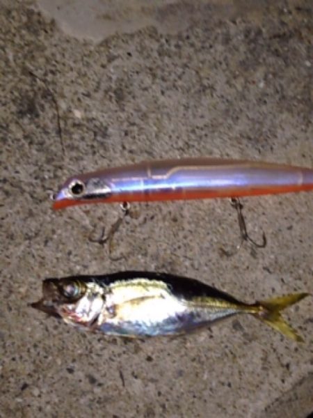 夕方からメバリング！？