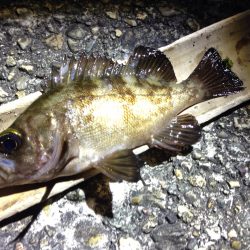 釣れる釣行は楽しいな。