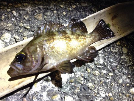 釣れる釣行は楽しいな。