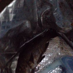 泉佐野旧フェリー乗り場メバリング！