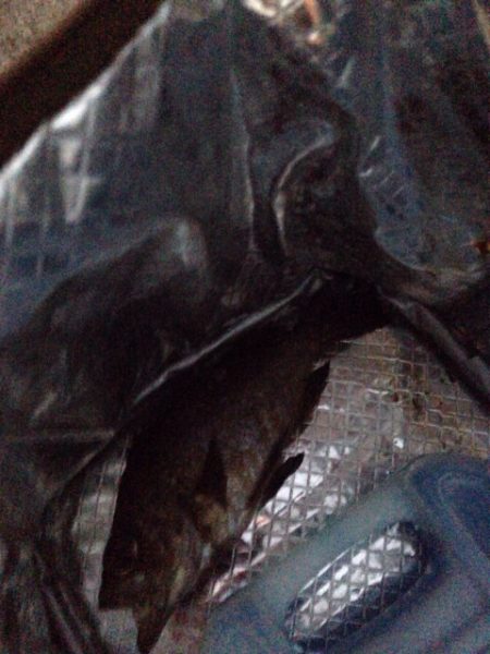 泉佐野旧フェリー乗り場メバリング！