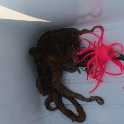 中島埠頭でたこジグ