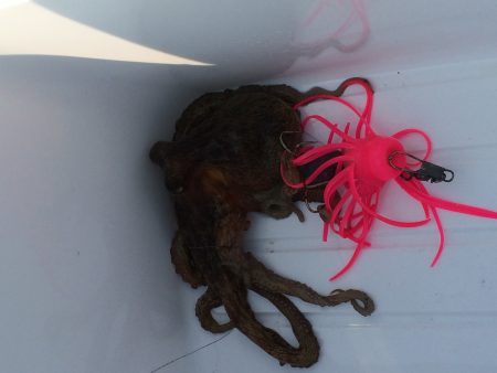 中島埠頭でたこジグ