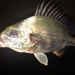 武庫川チニング！