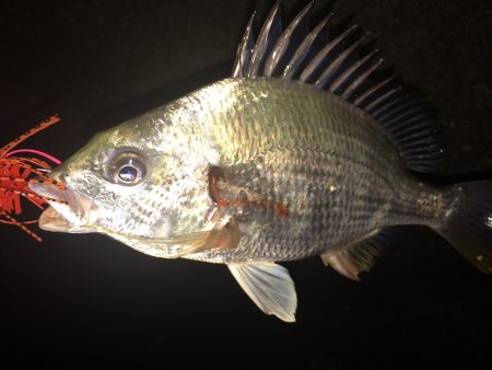 武庫川チニング！