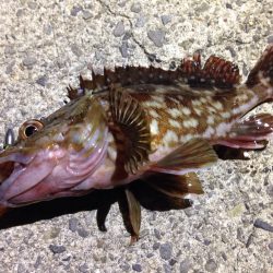 コレは本命じゃないんだからね！