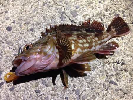 コレは本命じゃないんだからね！