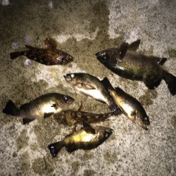 ラストメバル…？