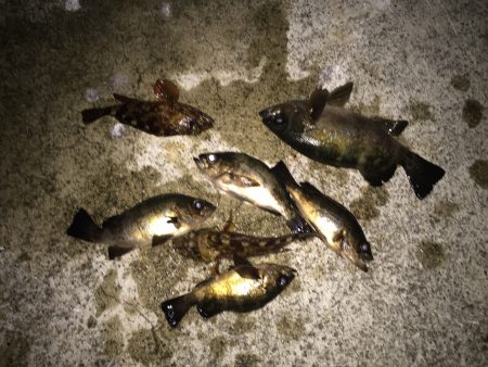 ラストメバル…？