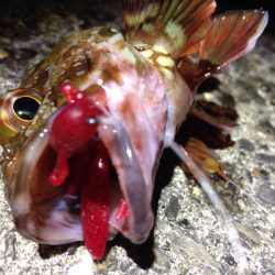 アイツに会えるかな〜