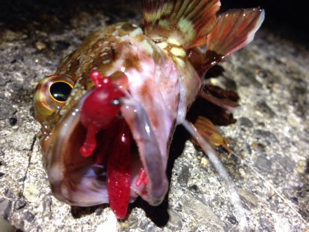 アイツに会えるかな〜