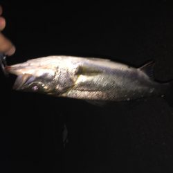 我慢できずにσ(^_^;)