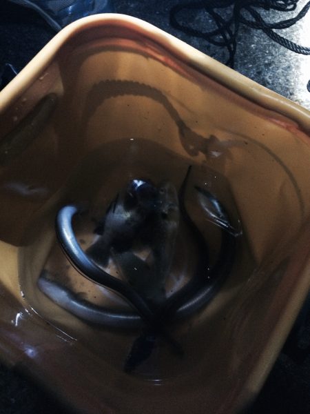 チョイ投げ練習