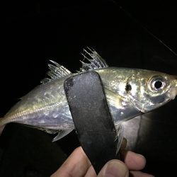 アジパトロール