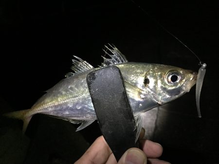 アジパトロール