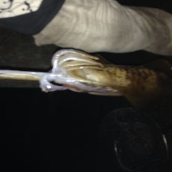 1.2キロアオリイカ