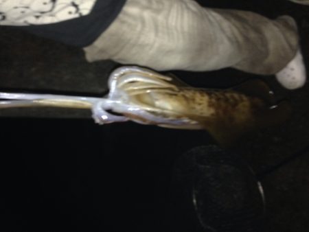 1.2キロアオリイカ