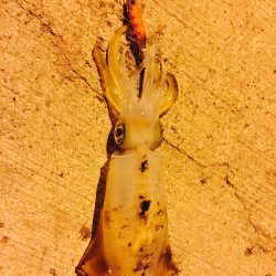 アオリイカ パタパタ君