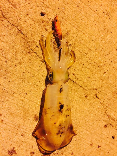 アオリイカ パタパタ君